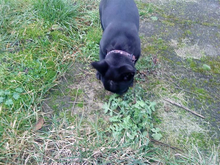 Fransk bulldog Trunte - Trunte
 billede 5