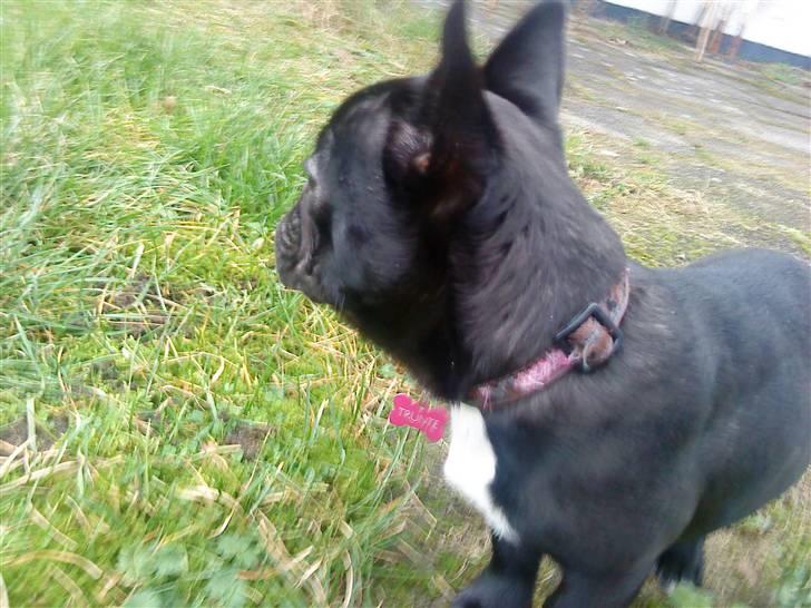 Fransk bulldog Trunte - Trunte
 billede 4