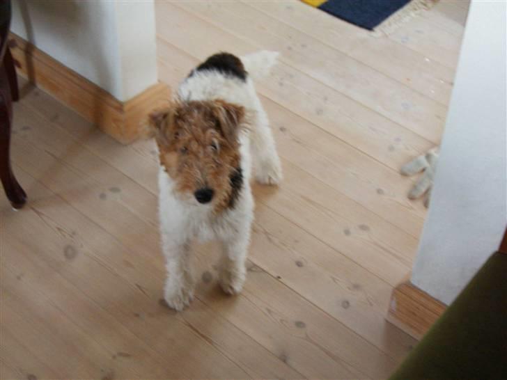 Ruhåret foxterrier thor - thor som lille.. hvis jeg husker rigtigt er han 3 til 5 mdr gammel.? sammme alder som på billederne hvor han ligger i sin kurv.. billede 9