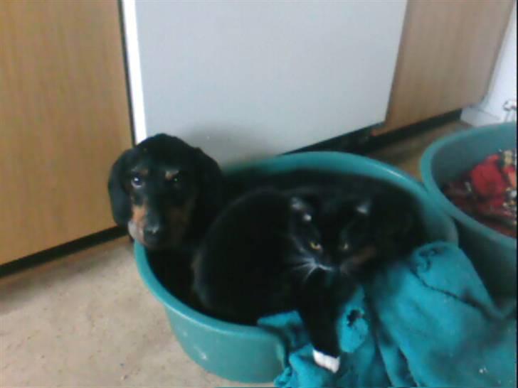 Gravhund Ozzy billede 1