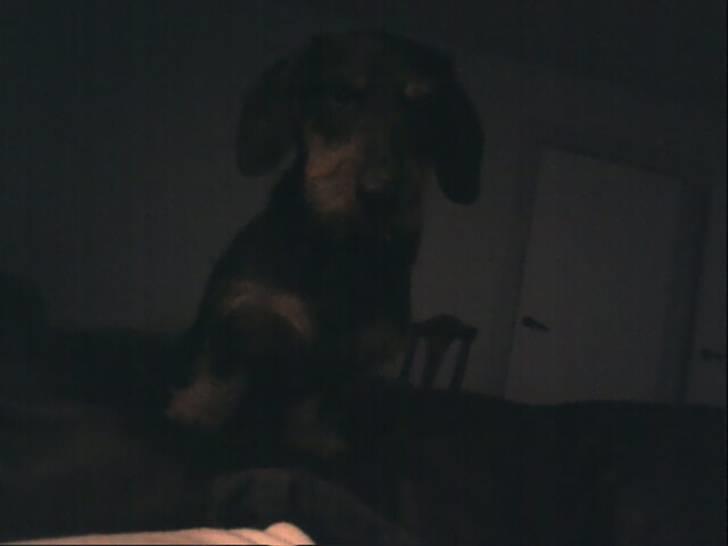 Gravhund Ozzy billede 2