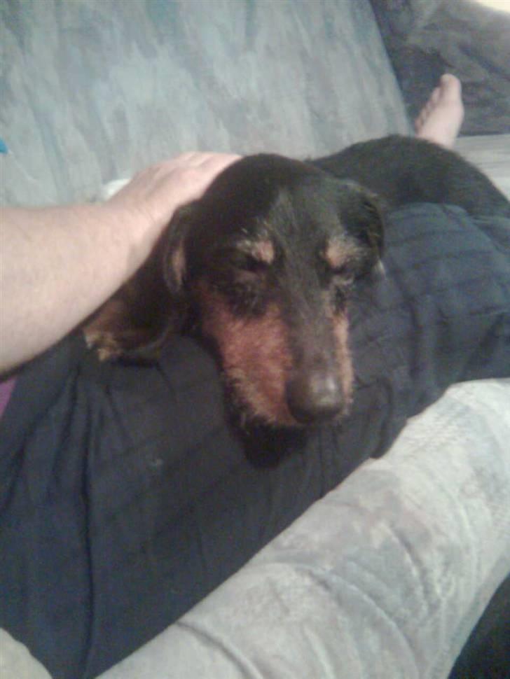 Gravhund Ozzy billede 3