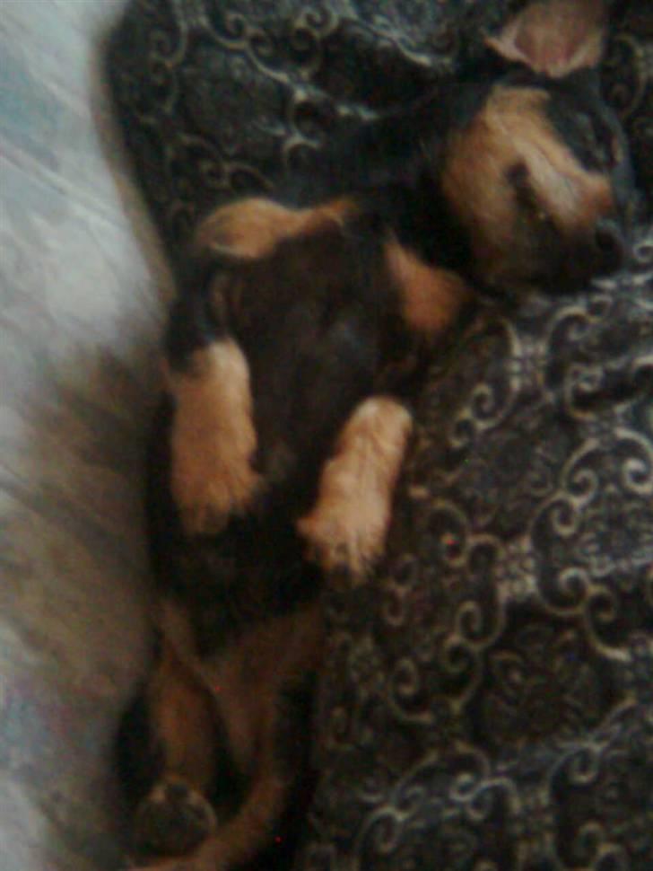 Gravhund Ozzy billede 4