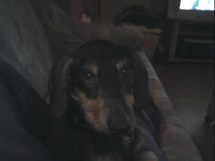 Gravhund Ozzy billede 5