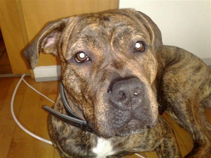 Blanding af racer AMSTAFF/PRESA PABLO R.I.P billede 18