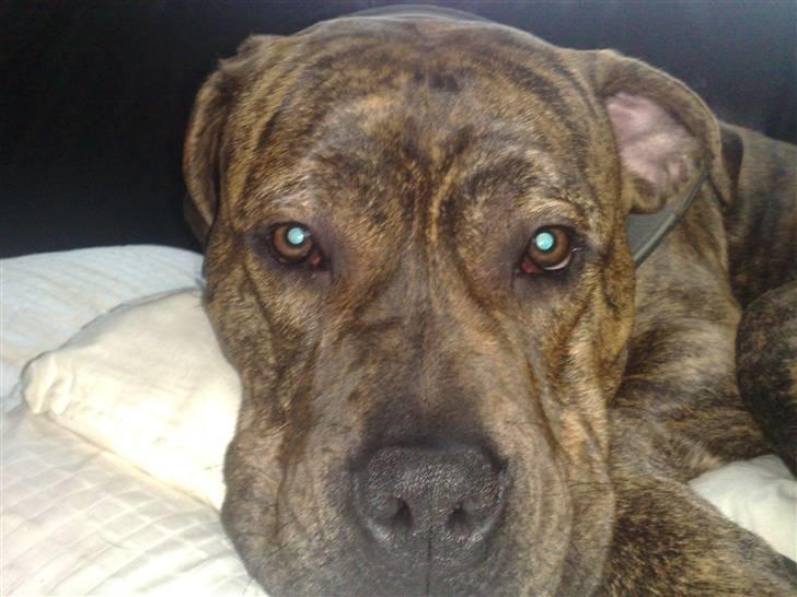 Blanding af racer AMSTAFF/PRESA PABLO R.I.P billede 19