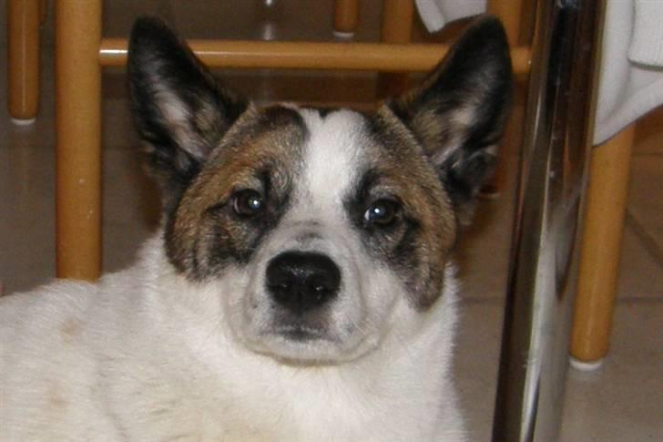 Norrbottenspids Spidsbjørnens Coda - Coda 8½ måned - januar 2009 billede 1