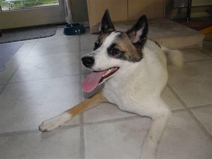 Norrbottenspids Spidsbjørnens Coda - Coda træt efter leg med søster Ronja billede 2