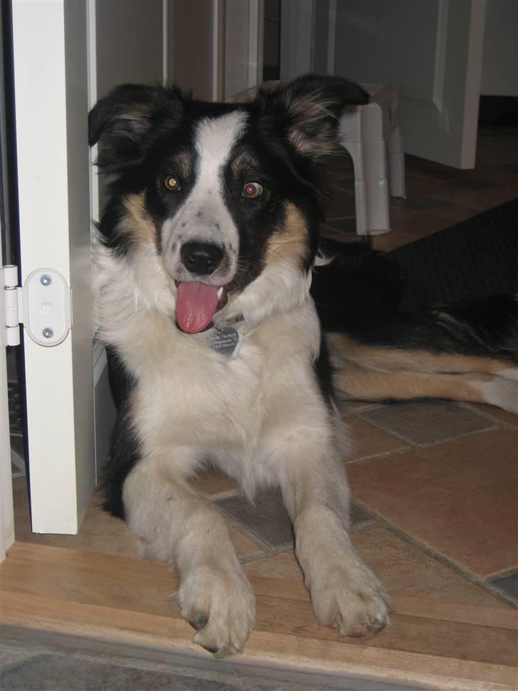 Border collie Frida billede 1