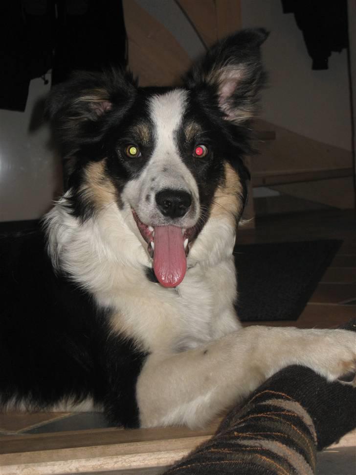 Border collie Frida billede 2