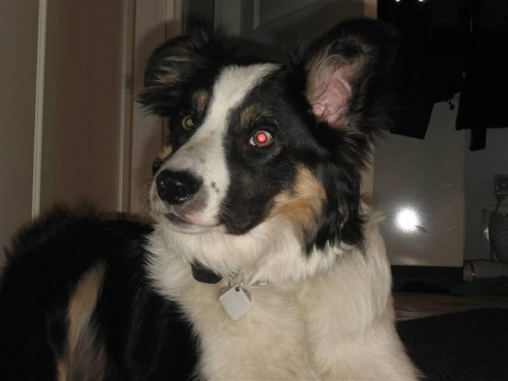 Border collie Frida billede 3