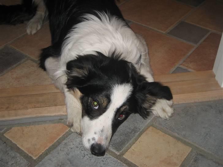 Border collie Frida billede 4