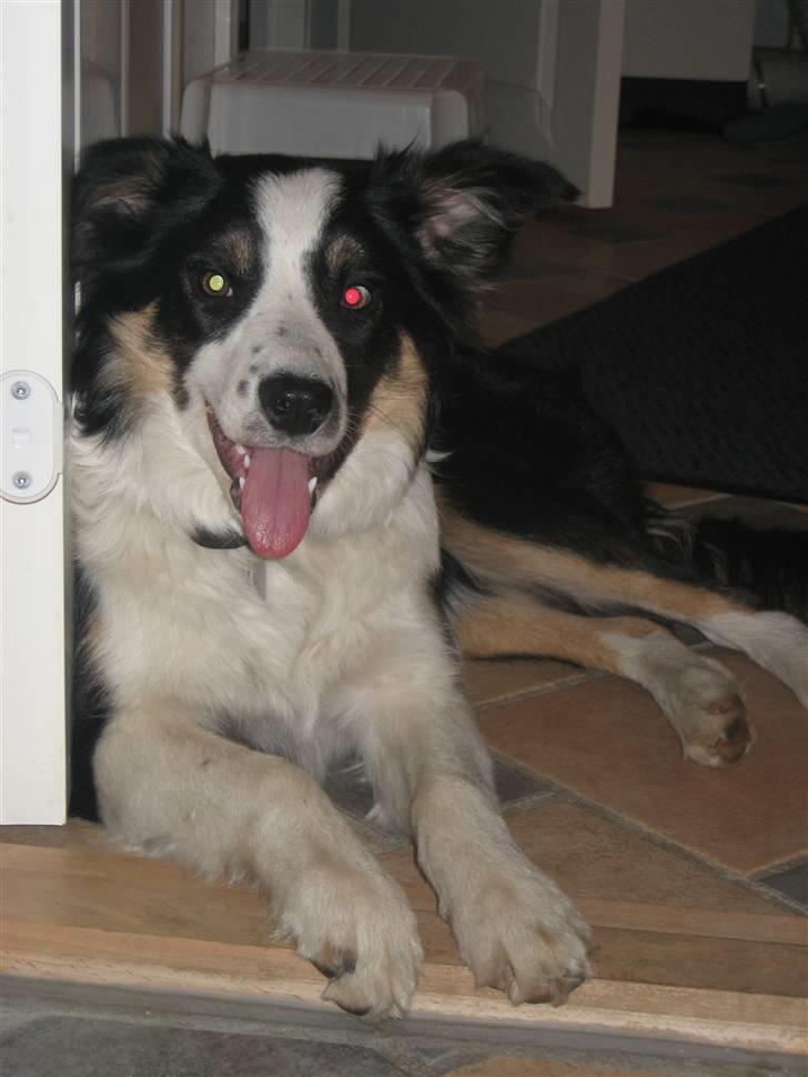 Border collie Frida billede 6