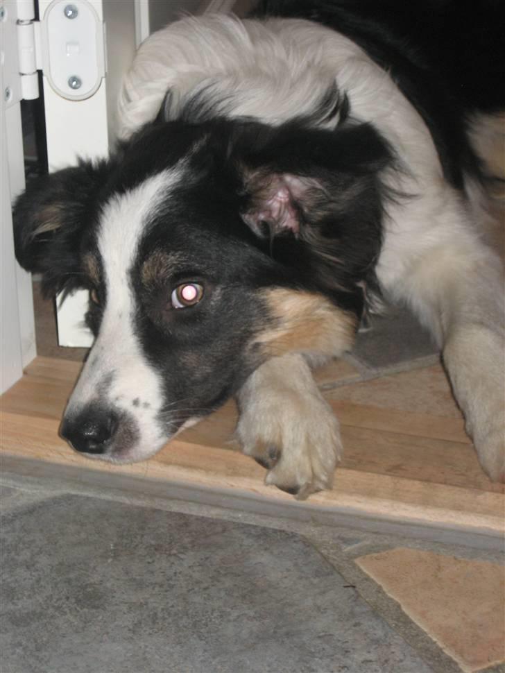 Border collie Frida billede 7