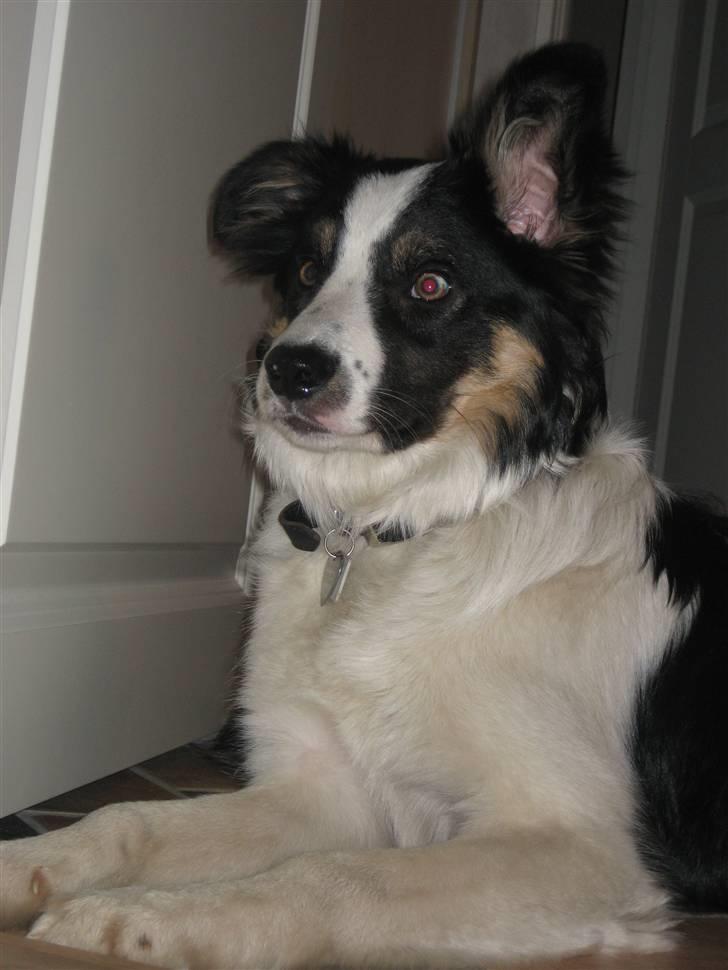 Border collie Frida billede 8