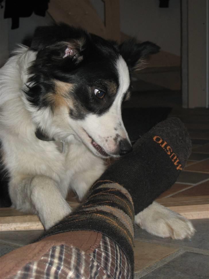 Border collie Frida billede 9