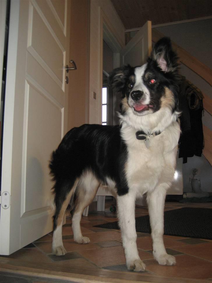 Border collie Frida billede 10