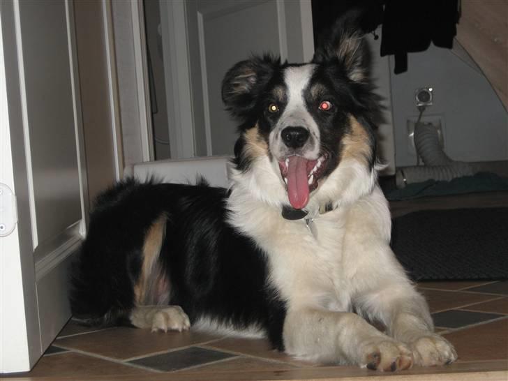 Border collie Frida billede 11