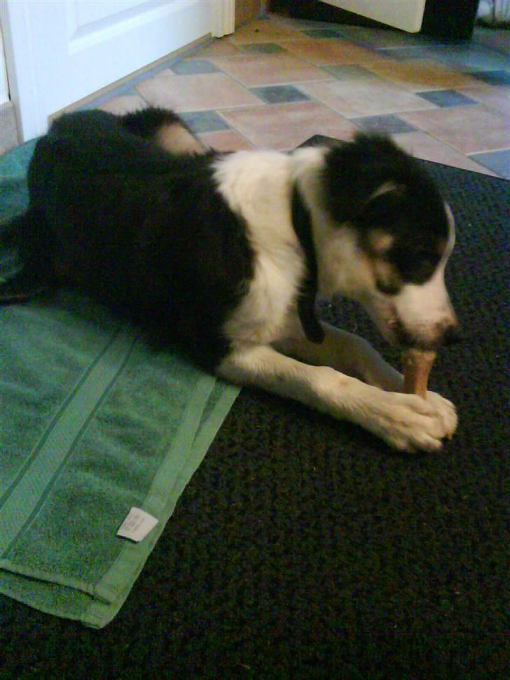 Border collie Frida - Frida nyder et ben.. billede 14