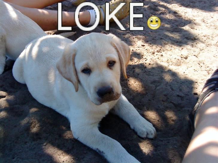 Labrador retriever Aalflasker Yellows Loke billede 1