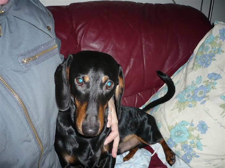 Gravhund Findus<3 billede 8