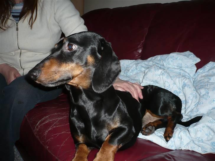 Gravhund Findus<3 billede 9