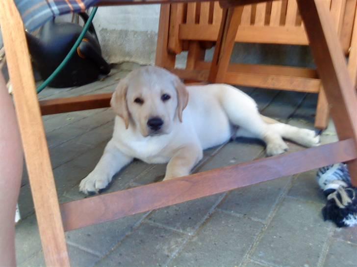 Labrador retriever Aalflasker Yellows Loke billede 2