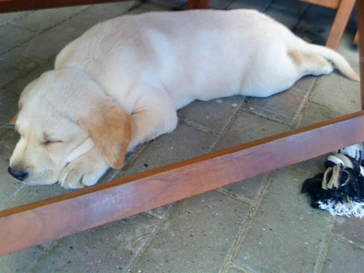 Labrador retriever Aalflasker Yellows Loke billede 3