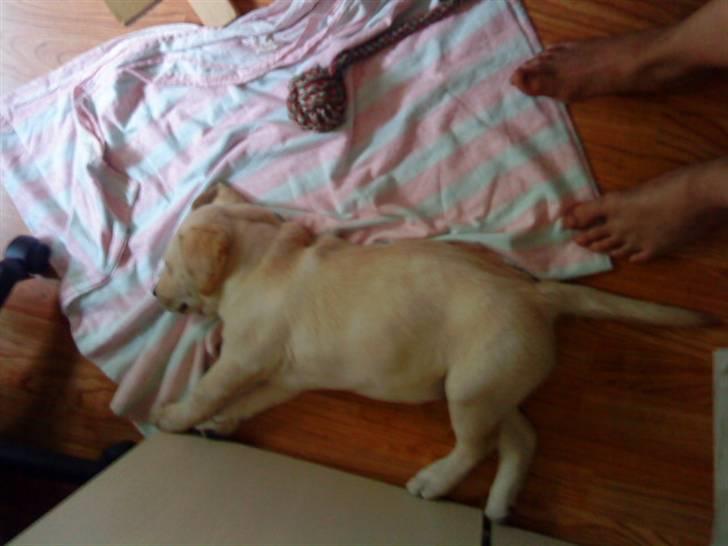 Labrador retriever Aalflasker Yellows Loke billede 4