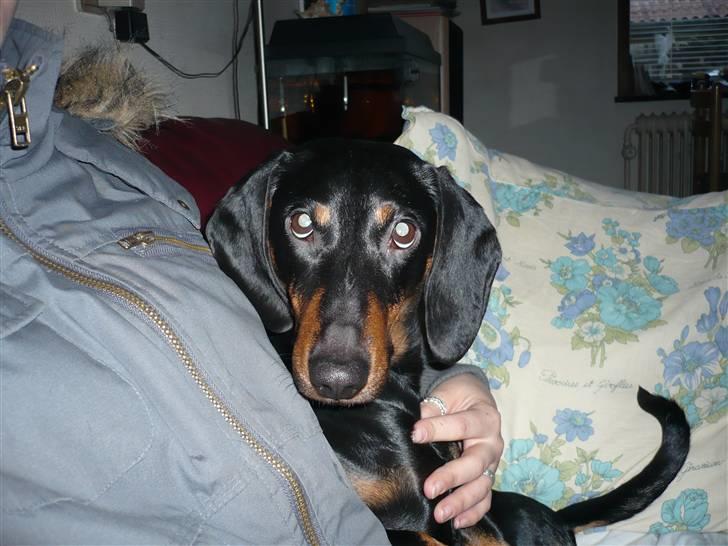 Gravhund Findus<3 billede 11