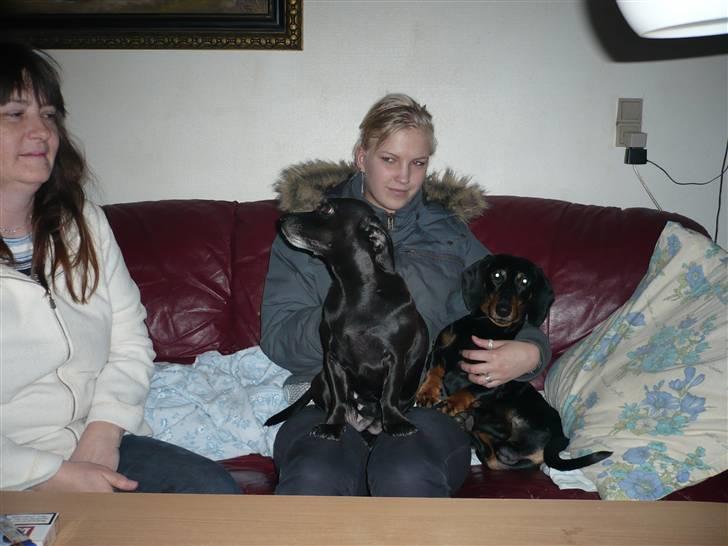 Gravhund Findus<3 billede 12