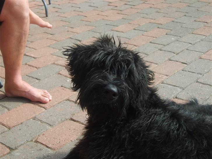 Riesenschnauzer Liva (ikk vores mere) billede 8