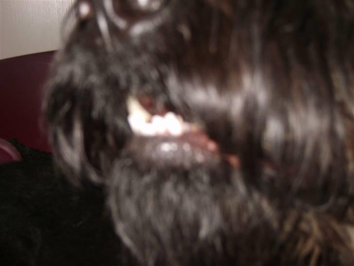 Riesenschnauzer Liva (ikk vores mere) - Se mine fine bisser.! billede 9