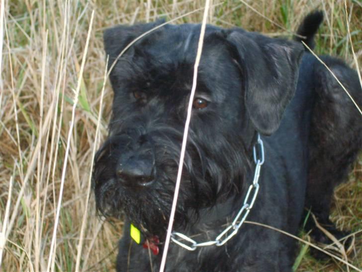 Riesenschnauzer Liva (ikk vores mere) billede 10