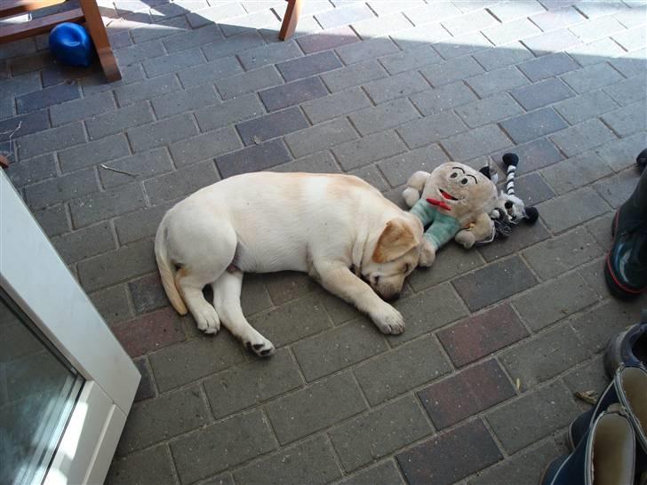 Labrador retriever Aalflasker Yellows Loke billede 6