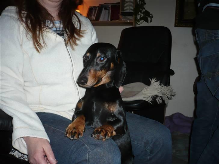 Gravhund Findus<3 billede 13