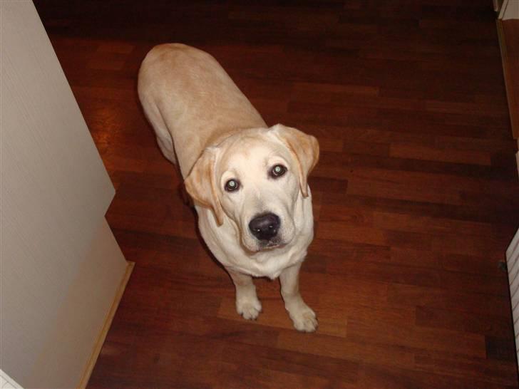 Labrador retriever Aalflasker Yellows Loke billede 7