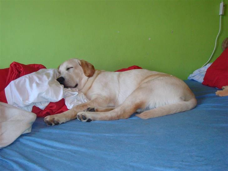 Labrador retriever Aalflasker Yellows Loke billede 8