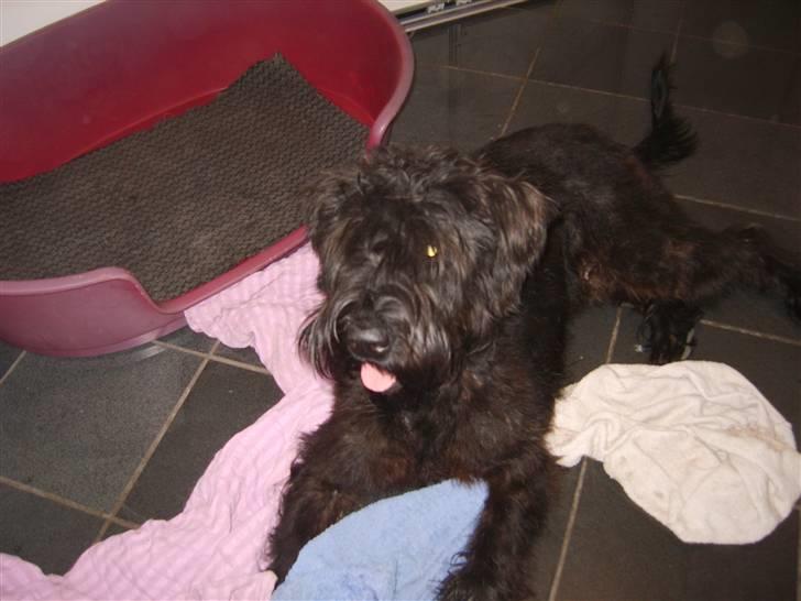 Riesenschnauzer Liva (ikk vores mere) billede 11