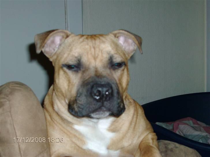 Staffordshire bull terrier Solo billede 18