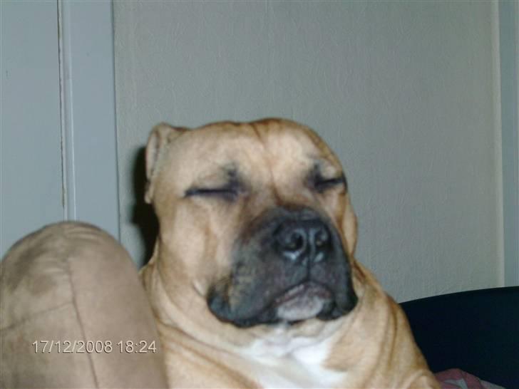 Staffordshire bull terrier Solo billede 19