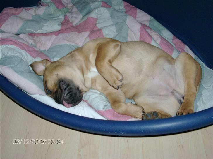 Fransk bulldog Skrubbe billede 8