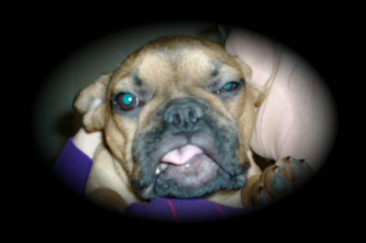 Fransk bulldog Skrubbe billede 9