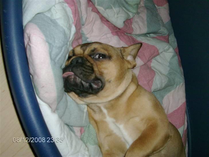 Fransk bulldog Skrubbe billede 10