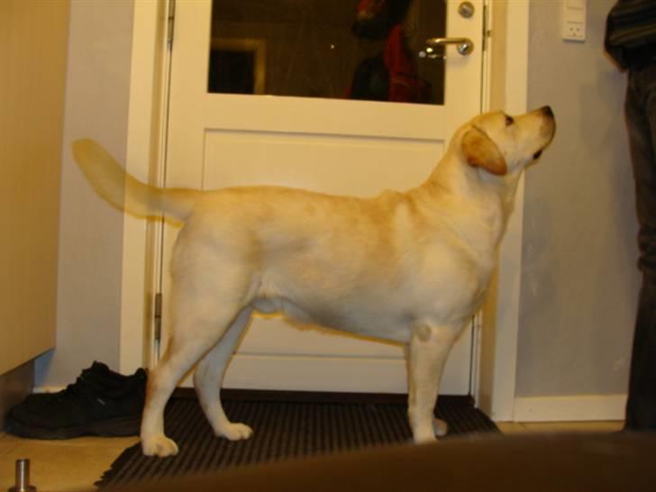 Labrador retriever Aalflasker Yellows Loke billede 9