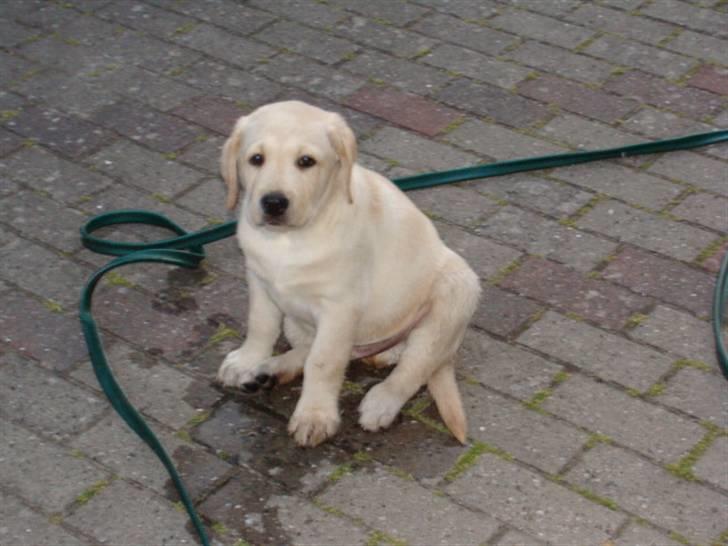 Labrador retriever Aalflasker Yellows Loke billede 10