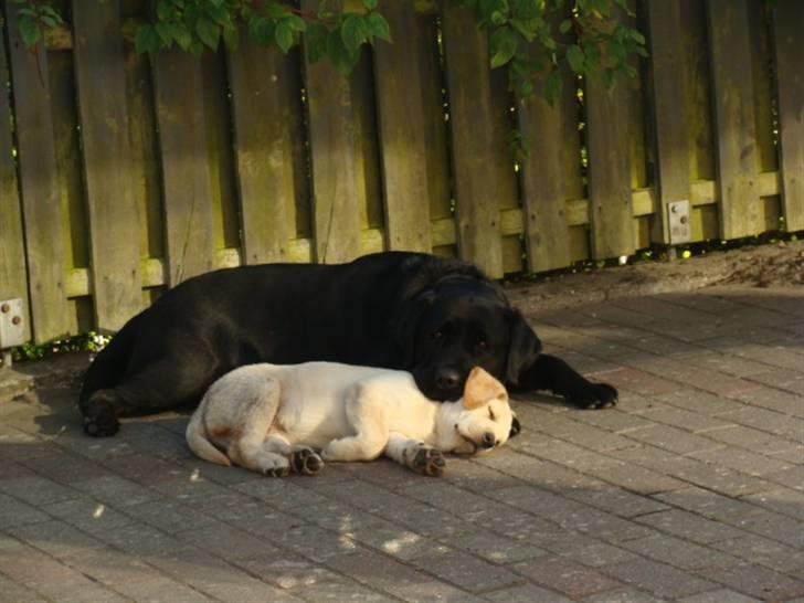 Labrador retriever Aalflasker Yellows Loke billede 11