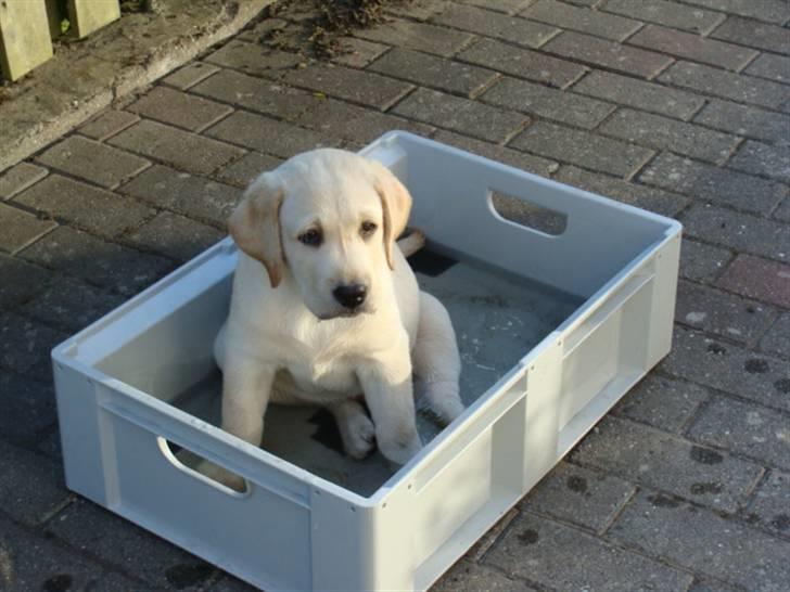 Labrador retriever Aalflasker Yellows Loke billede 12