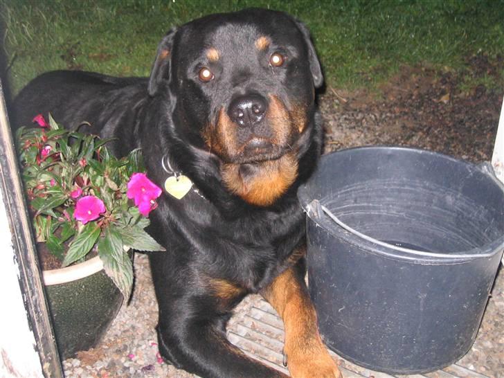Rottweiler Christoff R.I.P - øhh... billede 10