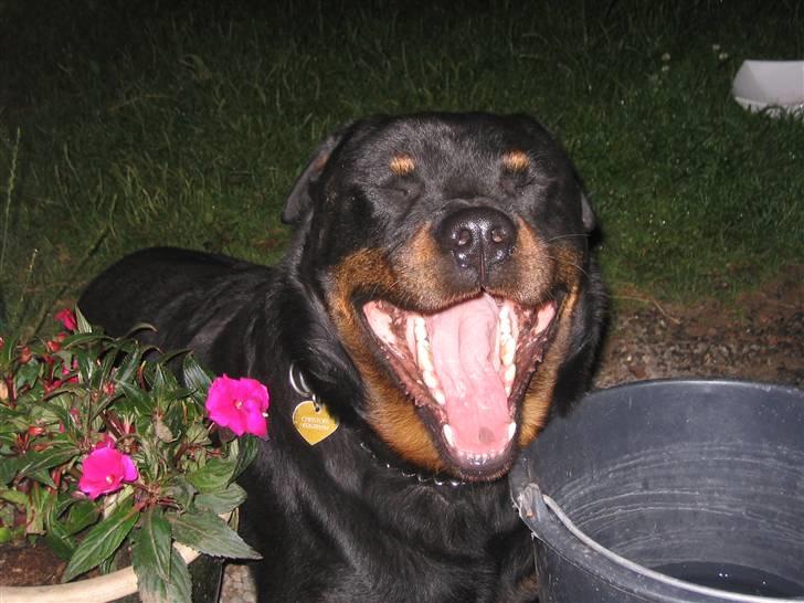 Rottweiler Christoff R.I.P billede 11